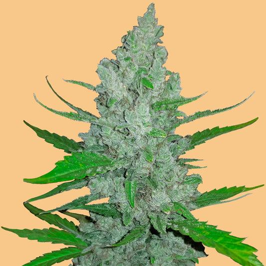 Auto Sour Diesel 5 u. fem. FastBuds Seed