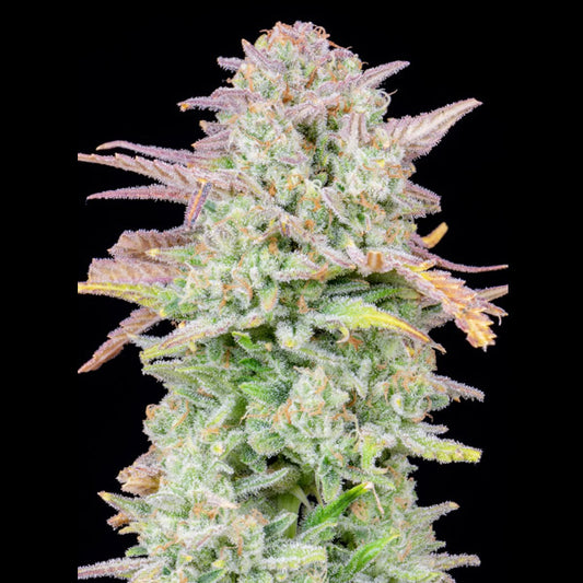 Auto Trainwreck 10 u. fem. FastBuds Seeds