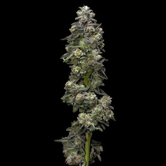 Baker´s Delight 5 u. fem. DNA Genetics