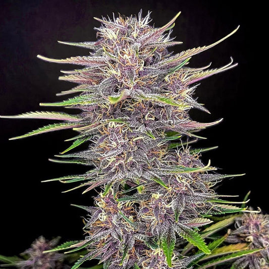 Banana Purple Punch Auto 5 u. fem. FastBuds Seeds