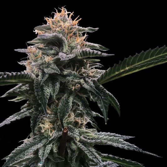 Banana Sorbet 5 u. fem. DNA Genetics