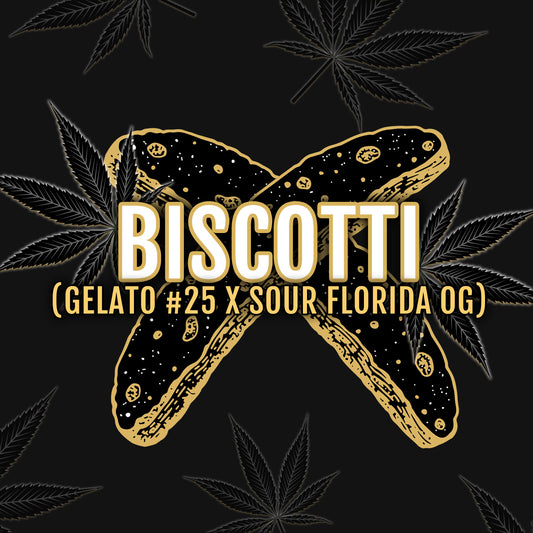 Biscotti 3 ud. fem Elev8 Seeds