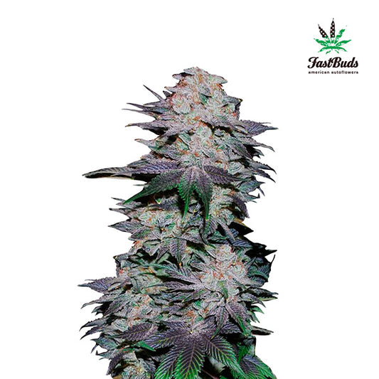 Blackberry Auto 3 u. fem. FastBuds Seeds