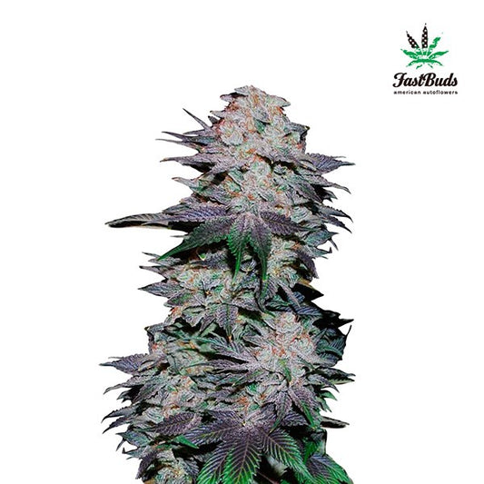 Blackberry Auto 5 u. fem. FastBuds Seeds