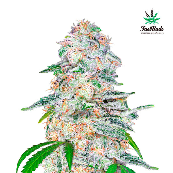 Blue Dream´matic 3 u. fem. FastBuds Seeds