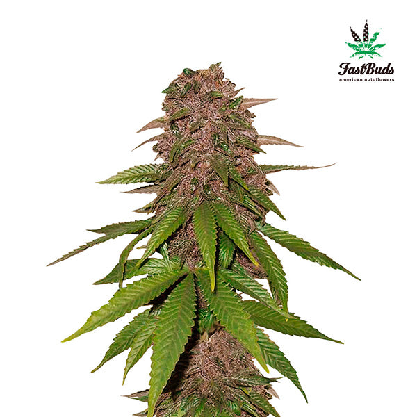C4 Auto 3 u. fem. FastBuds Seeds