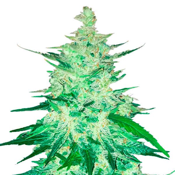 CBD 20:1 Auto 10 u. fem. FastBuds Seeds