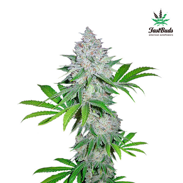 Californian Snow Auto 3 u. fem. FastBuds Seeds