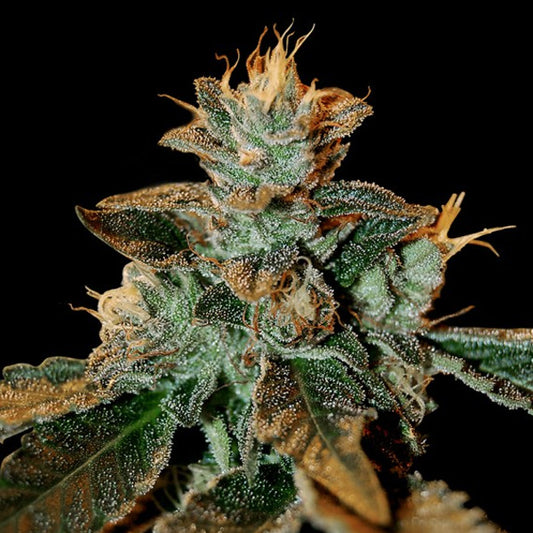 Catarac kush 5 u. fem. DNA Genetics