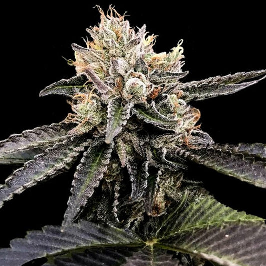 Cataract Cake 5 u. fem. DNA Genetics