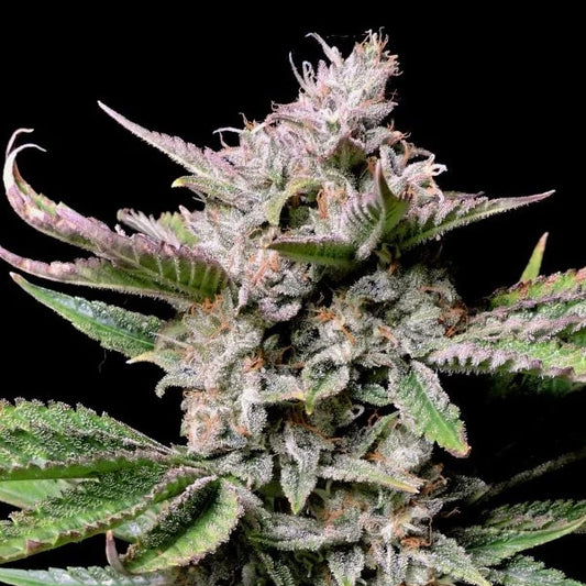 Cherry Cola Auto 5 u. fem. FastBuds Seeds