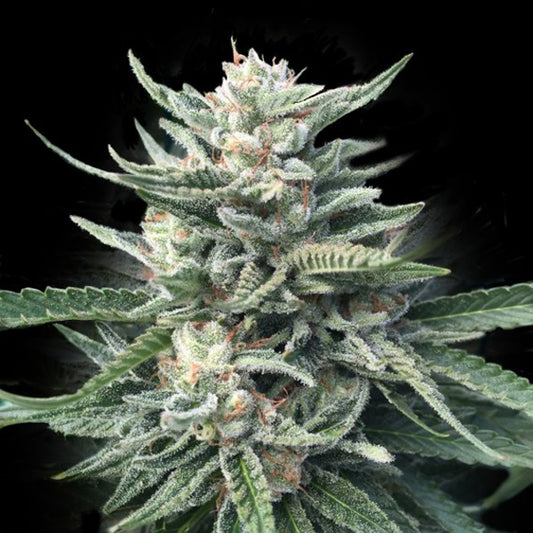 Chocolope 256 - 10 u. fem. DNA Genetics