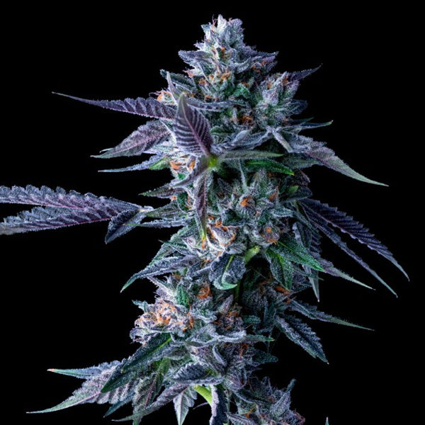 Chocolope 5 u. fem. DNA Genetics