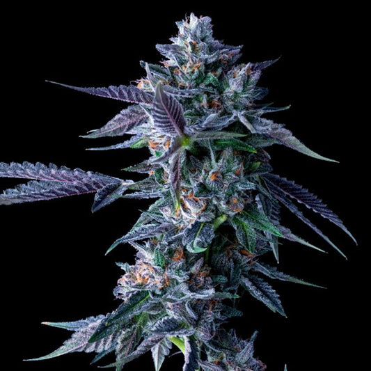 Chocolope 5 u. fem. DNA Genetics