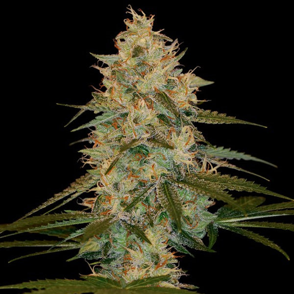 Chocolope Kush 5 u. fem. DNA Genetics