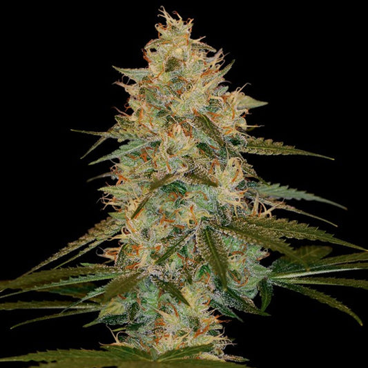 Chocolope Kush 5 u. fem. DNA Genetics