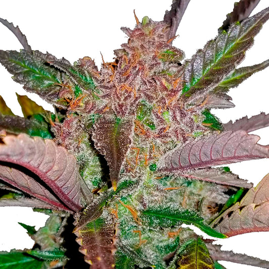 Cream Cookies Auto 3 u. fem. FastBuds Seeds