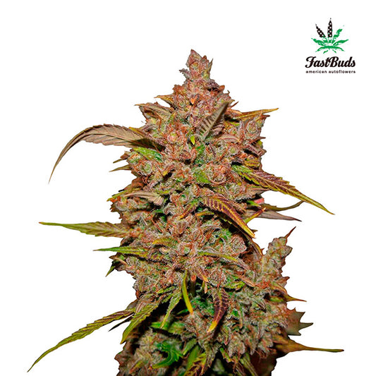 Crystal Meth Auto 3 u. fem. FastBuds Seeds