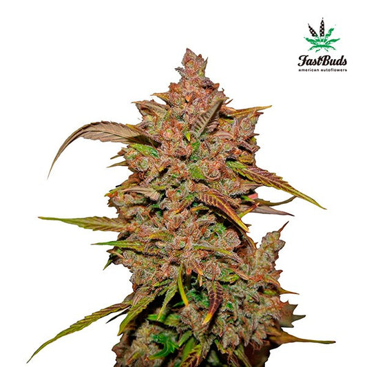 Crystal Meth Auto 5 u. fem. FastBuds Seeds