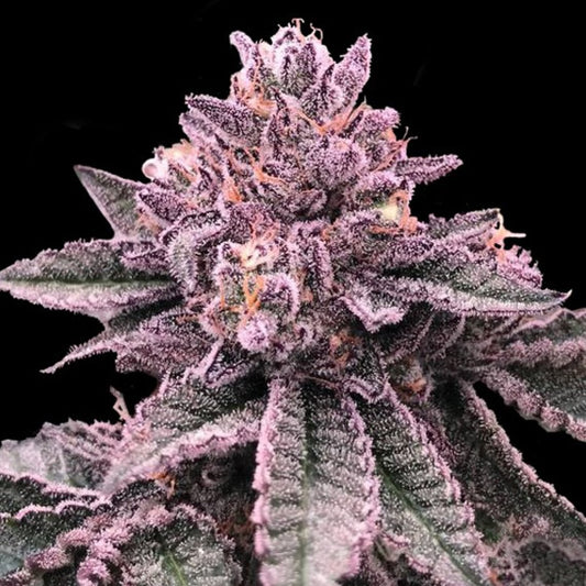 DNA Cake 5 u. fem. DNA Genetics