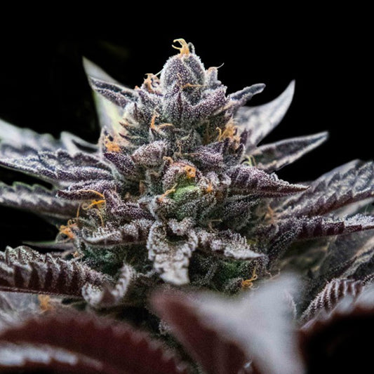 Double Stuffed Sorbet 5 u. fem. DNA Genetics