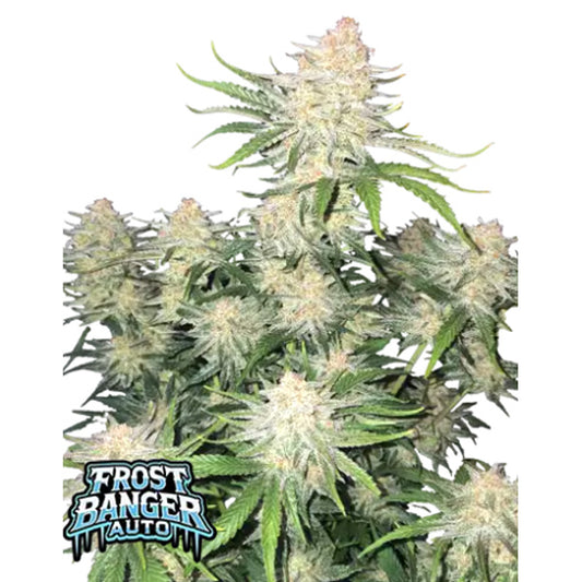 Frost Banger Auto 3 u. fem. FastBuds Seeds