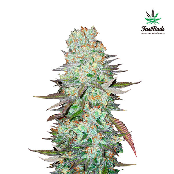 G14 Auto 3 u. fem. FastBuds Seeds