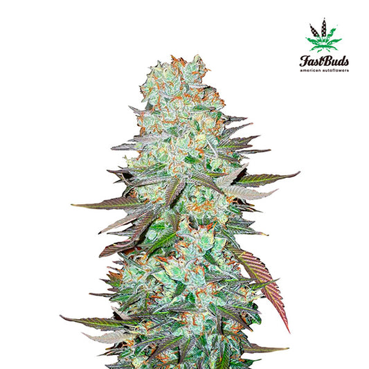 G14 Auto 3 u. fem. FastBuds Seeds