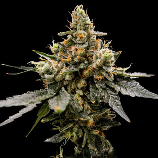 Gaz Money 5 u. fem. DNA Genetics