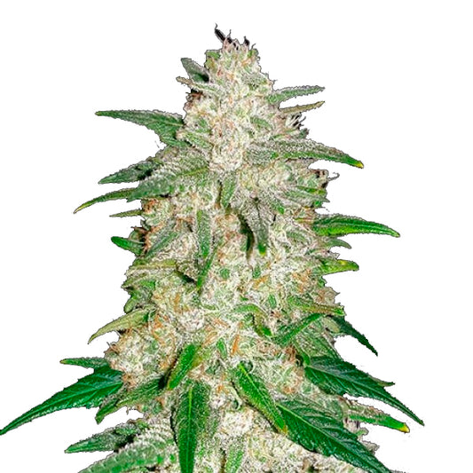 Gelato Auto 3 u. fem. FastBuds Seeds