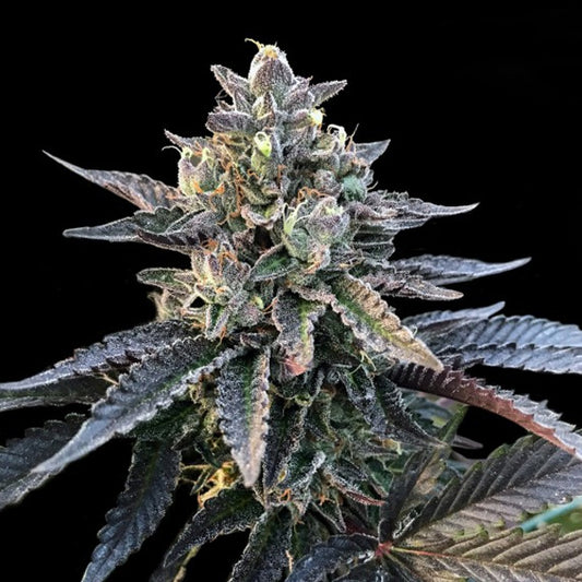 Gelato Sorbet 5 u. fem. DNA Genetics