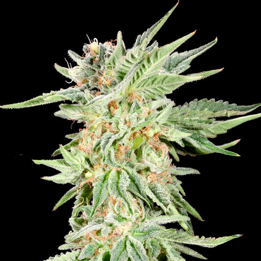Gelato Sundae 3 ud. fem Elev8 Seeds