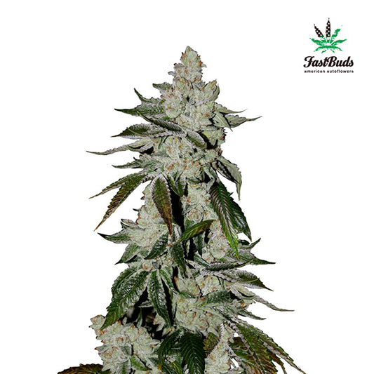 Girl Scout Cookies Auto 3 u. fem. FastBuds Seeds