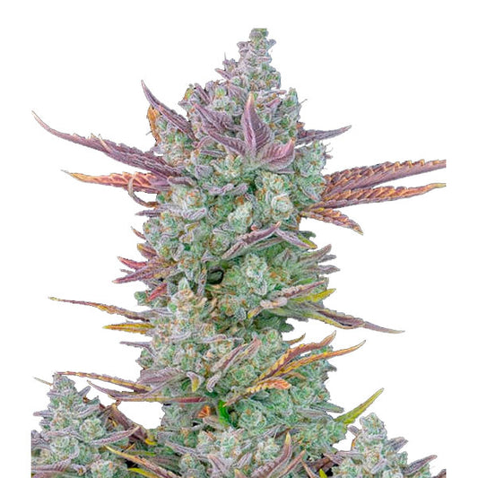 Gorilla Cookies Auto 3 u. fem. FastBuds Seeds