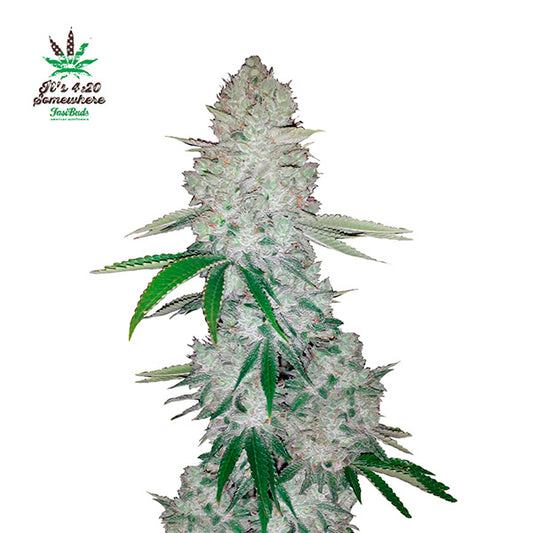 Gorilla Glue Auto 5 u. fem. FastBuds Seeds