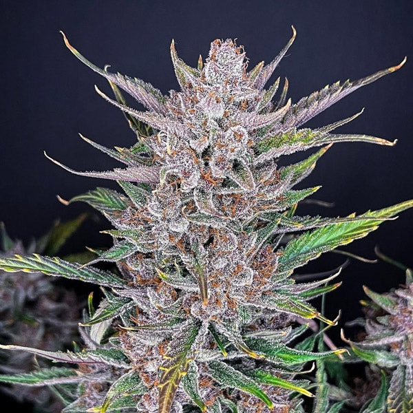 Gorilla Punch Auto 5 u. fem. FastBuds Seeds