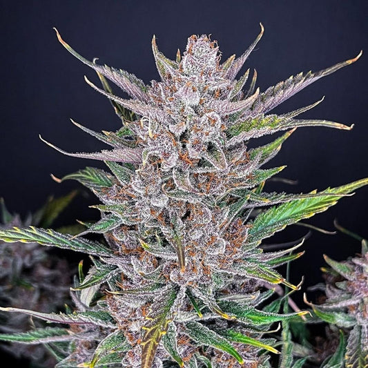 Gorilla Punch Auto 5 u. fem. FastBuds Seeds
