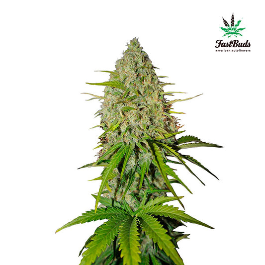 Grapefruit Auto 3 u. fem. FastBuds Seeds