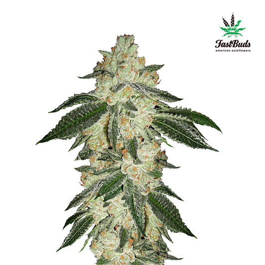 Green Crack Auto 3 u. fem. FastBuds Seeds