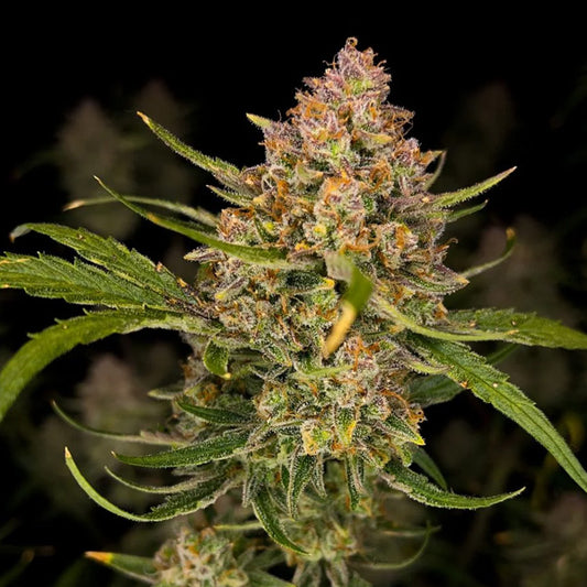 Guava Auto 3 u. fem. FastBuds Seeds