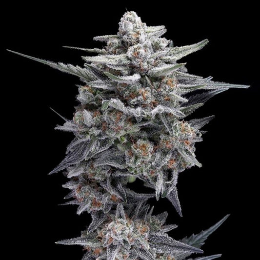HG23 - Michael Jordan 5 u. fem. DNA Genetics