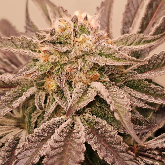Hindu Runtz 6 u. fem Karma Genetics