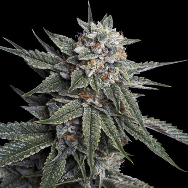 Holy Grail Kush 5 u. fem. DNA Genetics