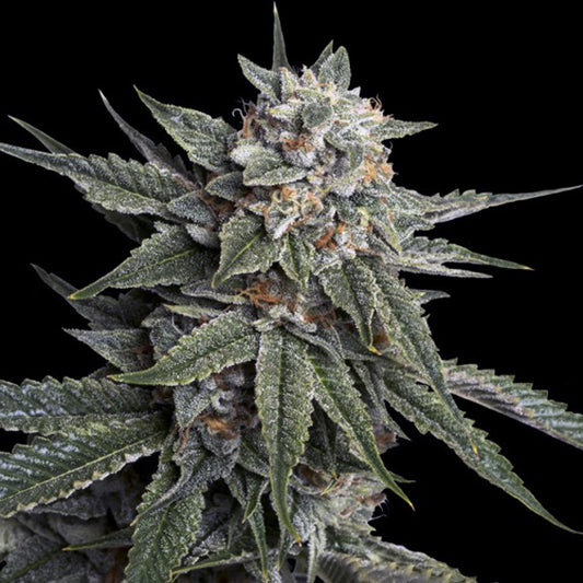 Holy Grail Kush 5 u. fem. DNA Genetics
