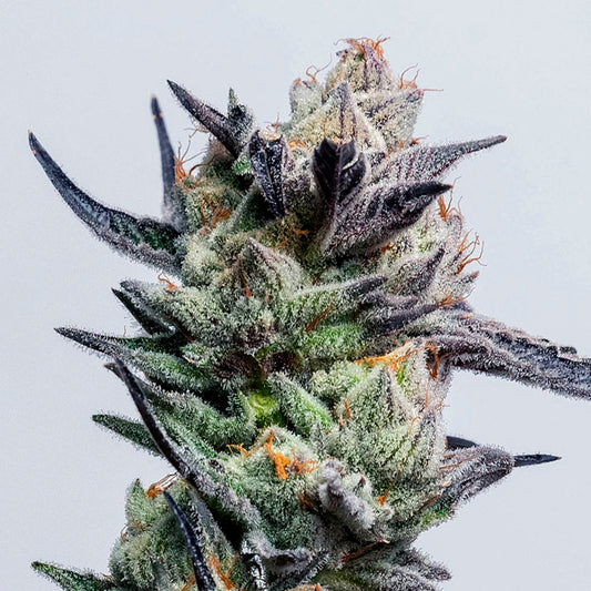 Huckleberry Punch 3 ud. fem Elev8 Seeds