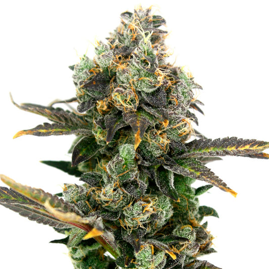 King Cone 3 ud. fem Elev8 Seeds