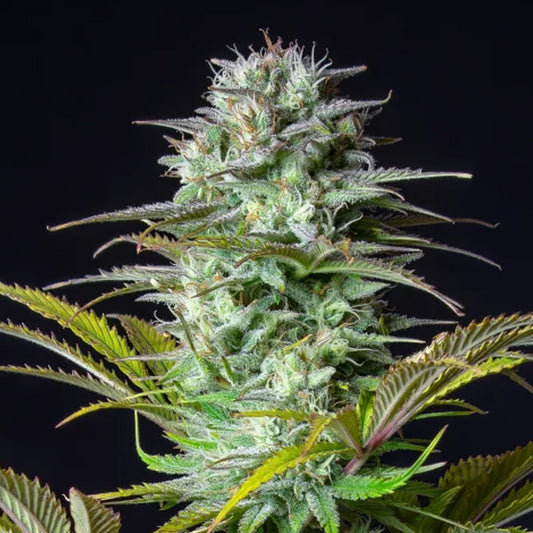 Kosher Cake Auto 3 u. fem. FastBuds Seeds