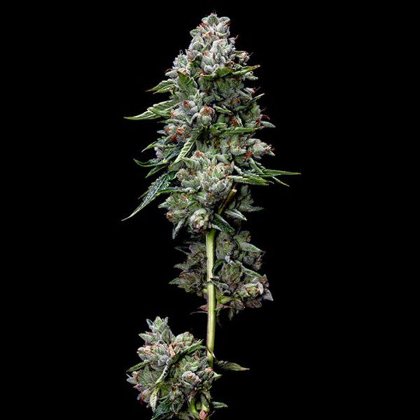 Kosher Kush 5 u. fem. DNA Genetics