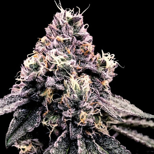 Kosher Pie 5 u. fem. DNA Genetics