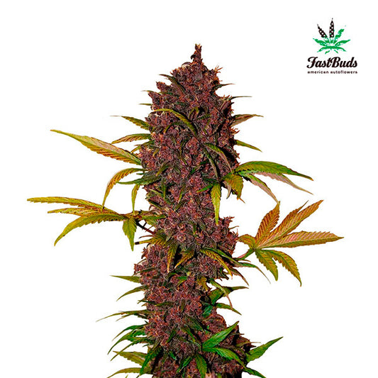 LSD-25 Auto 5 u. fem. FastBuds Seeds